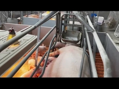 हॉट डिप गैल्वेनाइज्ड स्टील स्वाइन फैरोइंग क्रेट्स केज पिग फार्म